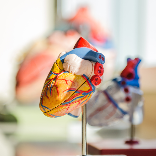 Heart Stock Image