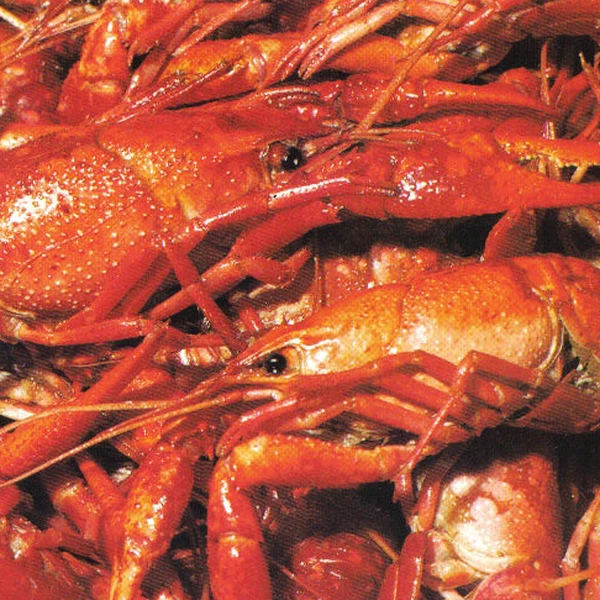 Son Of Crawdaddy Feature Image