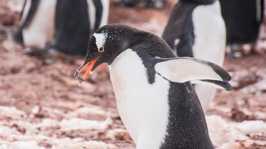 Penguin Thief