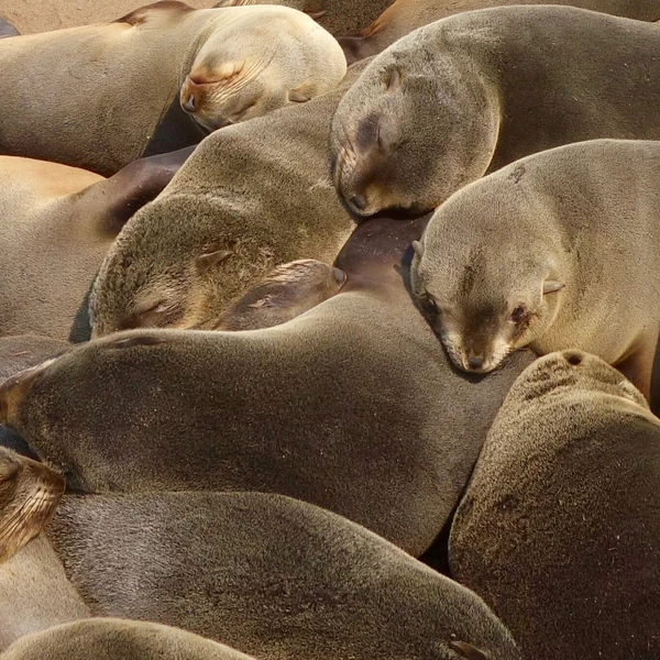 Seals