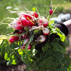 Radishes stock shot