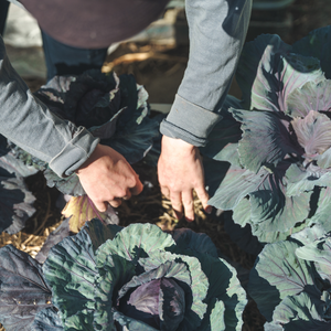 food-justice-liam-neal