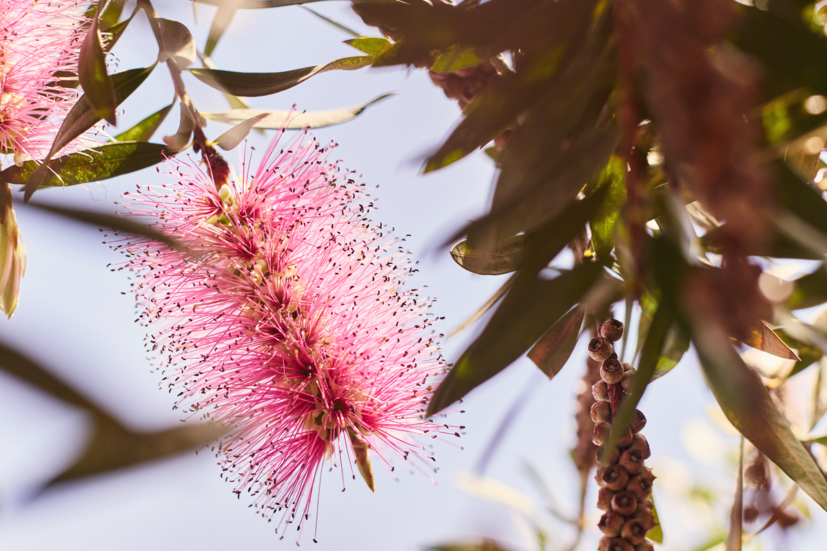 Summer Programming 2025 no logo