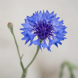 Blue cornflower