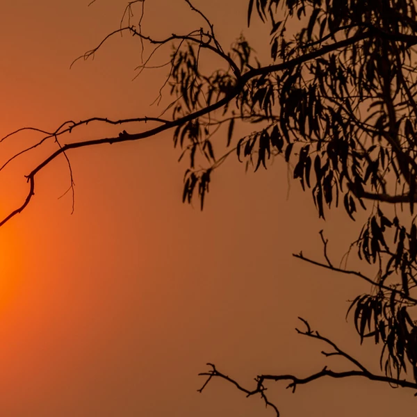 Sydney Smoke 2019