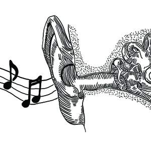 Ear Illustration